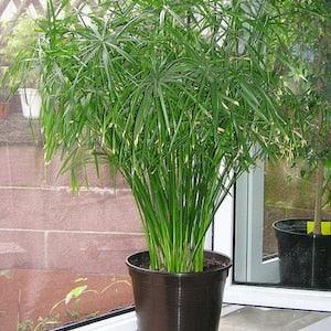 Umbrella Plant seeds - Cyperus alternifolius - 50 Seeds - New