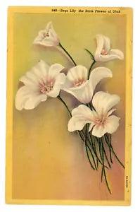Vintage Postcard c1939 Sego Lily State Flower of Utah Floral Emblem
