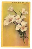 Vintage Postcard c1939 Sego Lily State Flower of Utah Floral Emblem