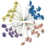 20pcs Pressed Dried Flower Dry Plants Mini Handmade for Resin Crafts DIY...