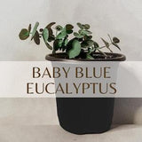 Eucalyptus Baby blue seeds - 10 Seeds