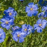 Blue Flax - Linum Lewisii - Flower Seeds - Open-Pollinated for Seed Saving - Non-Hybrid & Non-GMO - Heirloom Canada Flower Seeds