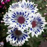 No 225 Colorplants Mavi 10 Seeds Zaden Seeds Blueplants Climbing Plant Premium Seeds