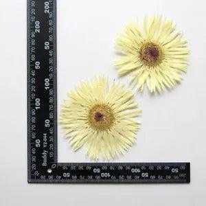 2PCS Real Pressed Dry daisy Flower, Large yellow Flower Head for art FSS26 #10