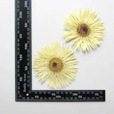 2PCS Real Pressed Dry daisy Flower, Large yellow Flower Head for art FSS26 #10