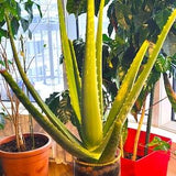 Rooted Princess Aloe Vera Plant In nice Glass Pot with Golden Strass Decoration