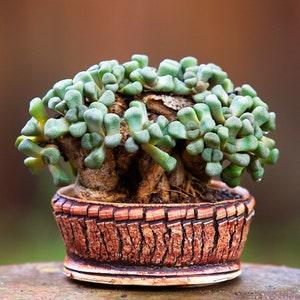 Beauty Living Stone - Aloinopsis schooneesii - Rare 'Succulent' Seeds, Lithops, Gold-Green, Living Stones, Flowering Stones, Mimicry Plant
