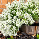 Carpet of Snow Alyssum Flower Seeds - Open-Pollinated for Seed Saving - Non-Hybrid & Non-GMO - Heirloom Canada Flower Seeds