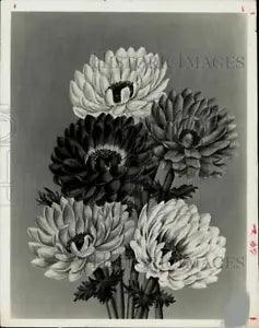1978 Press Photo Illustration of Ranunculus Flower Blooms - hpa15849