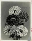 1978 Press Photo Illustration of Ranunculus Flower Blooms - hpa15849