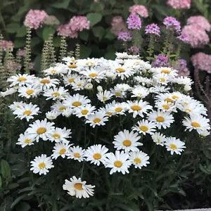 1 Live Daisy  4" Potted Plant Perennial MAY Flower White Full Sun Short Variety