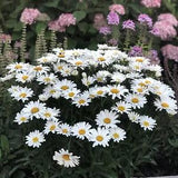 1 Live Daisy  4" Potted Plant Perennial MAY Flower White Full Sun Short Variety
