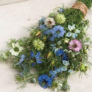 Nigella Love-in-a-Mist Miss Jekyll SEEDS Nigella N. damascena Blue, Rose, White cut flower bouquet dried flowers Dizzy Bees Urban Garden