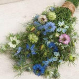 Nigella Love-in-a-Mist Miss Jekyll SEEDS Nigella N. damascena Blue, Rose, White cut flower bouquet dried flowers Dizzy Bees Urban Garden