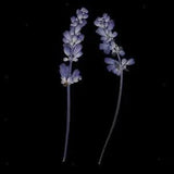 10pcs Pressed Dried Flowers Card Making Candle / Charms flower decor