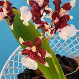 Oncidium sharry baby redolence in bloom mounted in basket-fragrant chocolate orchid