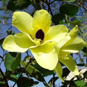 Yellow Orchid Tree   Bauhinia tomentosa   20 Seeds