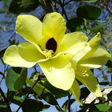 Yellow Orchid Tree   Bauhinia tomentosa   20 Seeds