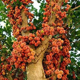 Ficus sycamorus 6 Seeds - Sycomore Fig - Fruit Tree Seeds