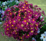 Aster novi-belgii Crimson Brocade - Red Daisy Aster small crown - Live Plant
