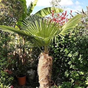 Trachycarpus fortunei Naini Tal - Chusan Palm - 10 Seeds
