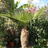 Trachycarpus fortunei Naini Tal - Chusan Palm - 10 Seeds