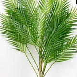 One tropical palm plant