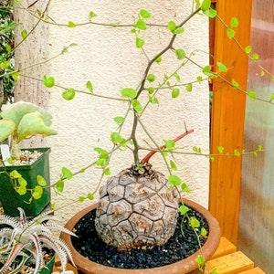 Elephant Foot | Dioscorea Elephantipes | Caudex Plant Seeds