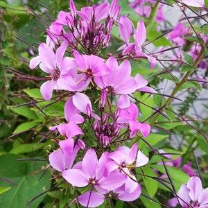 Rare Rocky Mountain Bee Plant Seeds Canada, Cleome Spinosa, Spider Flower, Tall Sun Loving Annual, Tarenaya, Butterfly Garden