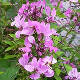 Rare Rocky Mountain Bee Plant Seeds Canada, Cleome Spinosa, Spider Flower, Tall Sun Loving Annual, Tarenaya, Butterfly Garden