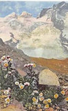 RANUNCULUS GLACIALIS~GLACIER BUTTERCUP OR CROWFOOT FLOWER POSTCARD