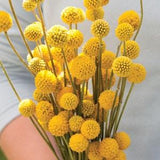 Sun Ball Craspedia, 25 Seeds, Craspedia globosa, Drumstick Flower, 24" Tall, Tender Perennial Zones 8 - 11 / Annual In Other Zones