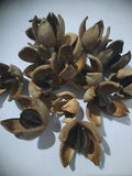 6PCS Natural Dried Beautiful Chukrasia Tabularis Sheath home decoration flower
