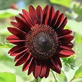 10+ seeds / ProCut Red - Sunflower Seeds / Single Stem Sunflower / Summer Flower Seeds / (#33)