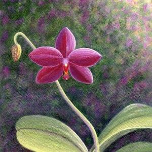 Red Orchid Art Print - Orchid Art Print - Phalaenopsis Art Print- Orchid Fine Art Print - Floral Art Print - Nature Art - Flower Gift Decor