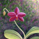 Red Orchid Art Print - Orchid Art Print - Phalaenopsis Art Print- Orchid Fine Art Print - Floral Art Print - Nature Art - Flower Gift Decor