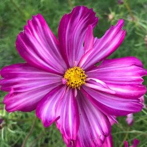 Fizzy Rose Picotee Cosmos Seeds - Cosmos bipinnatus