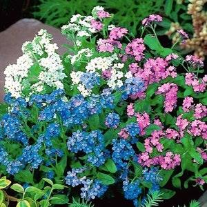 Alpine Forget Me Not Flowers Blend 0.5g - 500 Seeds - Myosotis Alpestris NON GMO