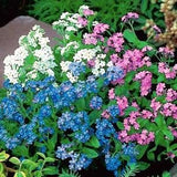Alpine Forget Me Not Flowers Blend 0.5g - 500 Seeds - Myosotis Alpestris NON GMO
