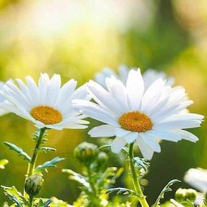 Shasta Daisy 50 Flower Seeds - Organic Leucanthemum x superbum Perennial, White Petals Yellow Center
