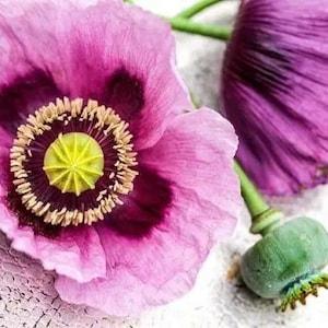 100 +seeds  Hungarian Blue poppies