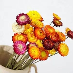 Dried Flowers Natural Daisy Mums Flower - 20 Stems Multicolor Daisies