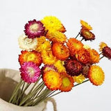 Dried Flowers Natural Daisy Mums Flower - 20 Stems Multicolor Daisies