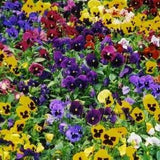 Pansies 500/Pack Seeds/ Long Lasting Flowers/ Annual Pansies/ Beatuful Pansies./Untreated Pansy Seeds/