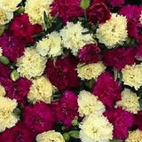 30+ Fizz Banana Berry Carnation Dianthus / Perennial Flower Seeds