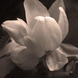 Orchid Cactus Blossom, Pink, Sepia, B & W Fine Art Prints, Macro Photography, Wall Art, Nature Photography, Gifts, Home Decor, Office Decor