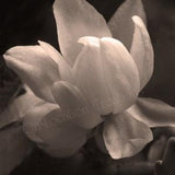 Orchid Cactus Blossom, Pink, Sepia, B & W Fine Art Prints, Macro Photography, Wall Art, Nature Photography, Gifts, Home Decor, Office Decor