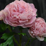 Peony Cold porcelain Bouquet of peony Pink peonies Real touch flowers Artificial peony for Gift or home decor Polymer clay peony Spring