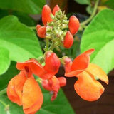 Scarlet Runner Bean 15 Seeds- Annual, Vegetable, Vine, Non-native, Bee and Pollinator Safe, Chemical Free. Attracts Hummingbirds
