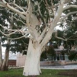 Eucalyptus Dalrympleana 100+ seeds, Mountain White Gum